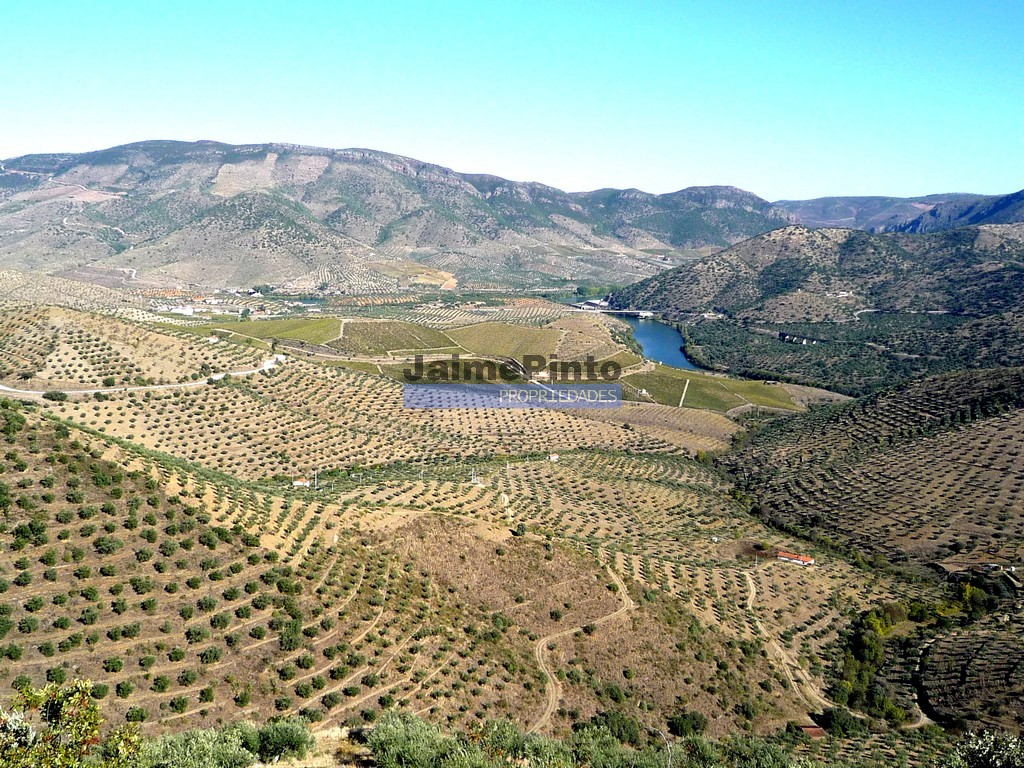 Quinta