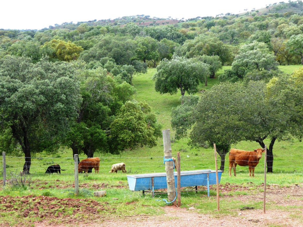 Herdade