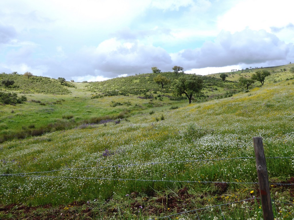 Herdade