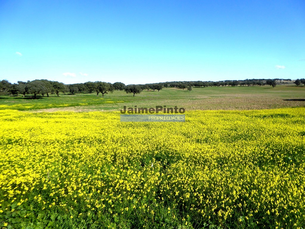 Herdade