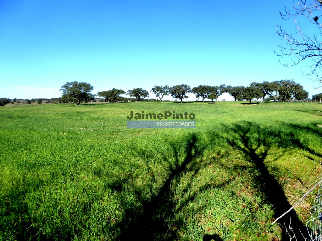 Herdade