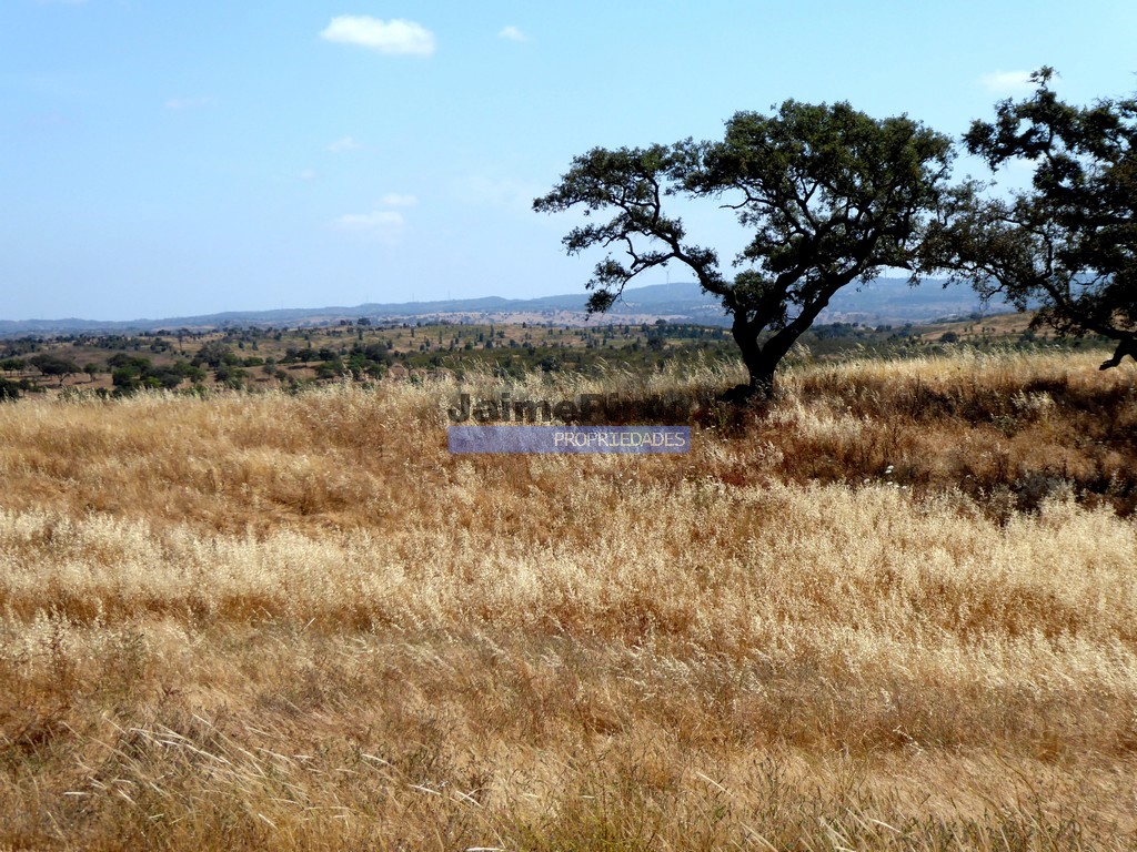 Terreno agricola