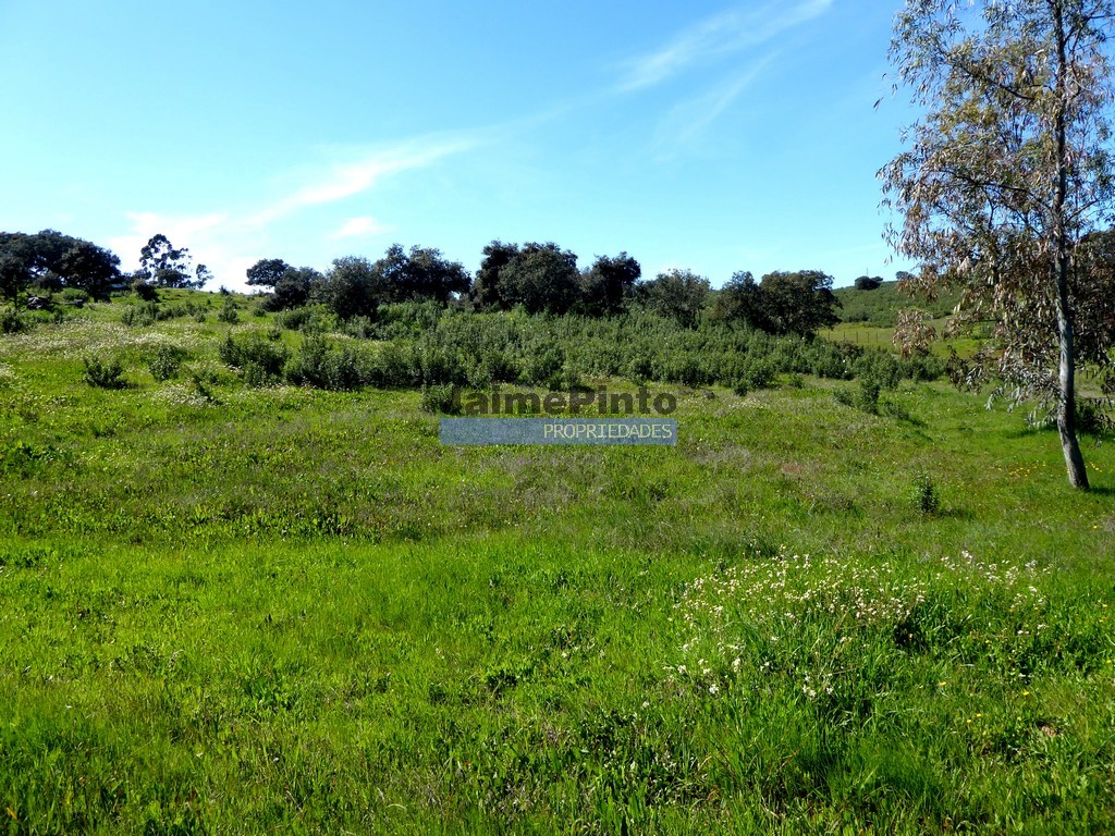 Terreno agricola