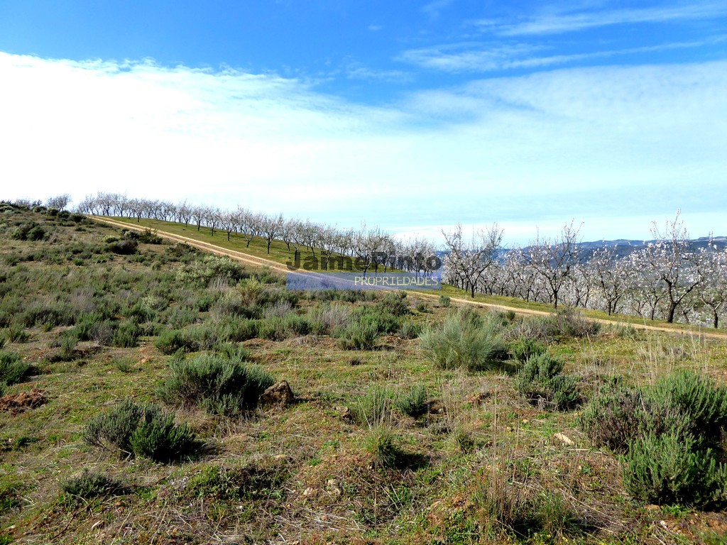 Terreno agricola