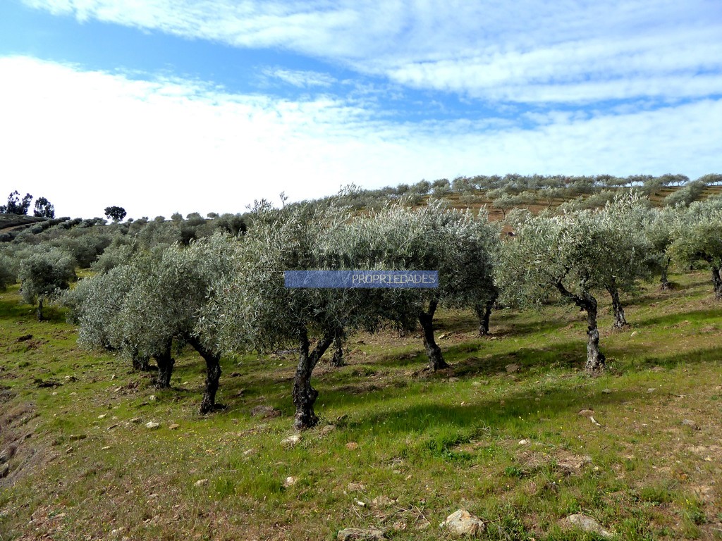 Terreno agricola