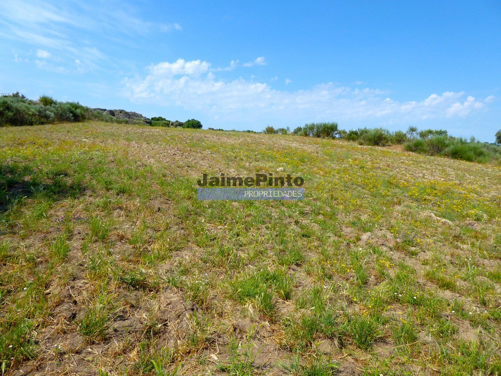 Terreno agricola