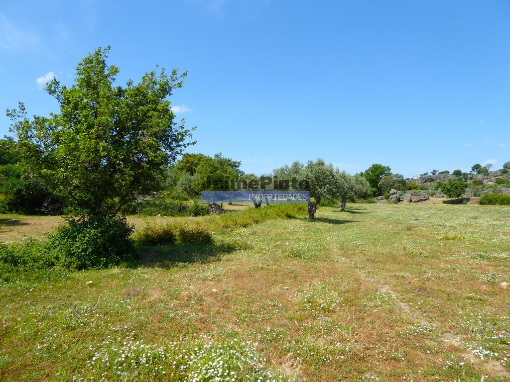 Terreno agricola