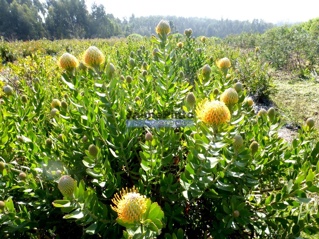 Terreno agricola