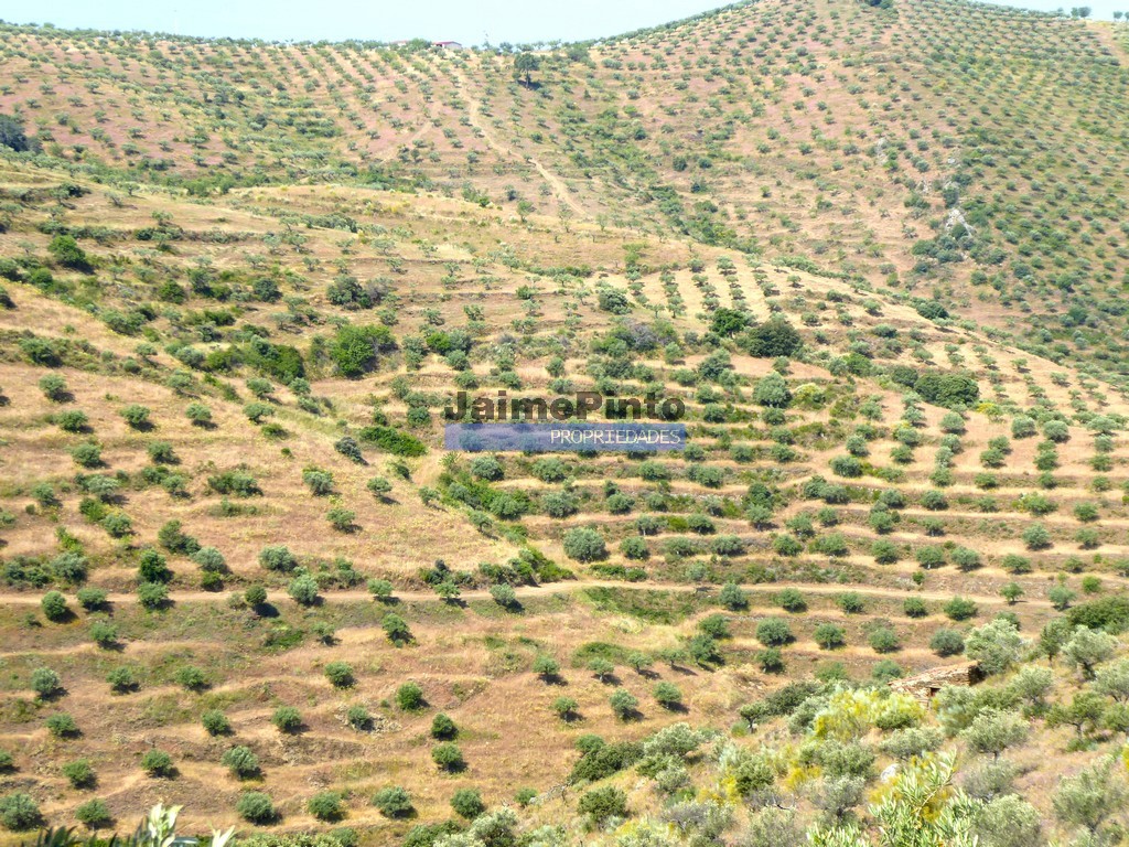 Terreno agricola