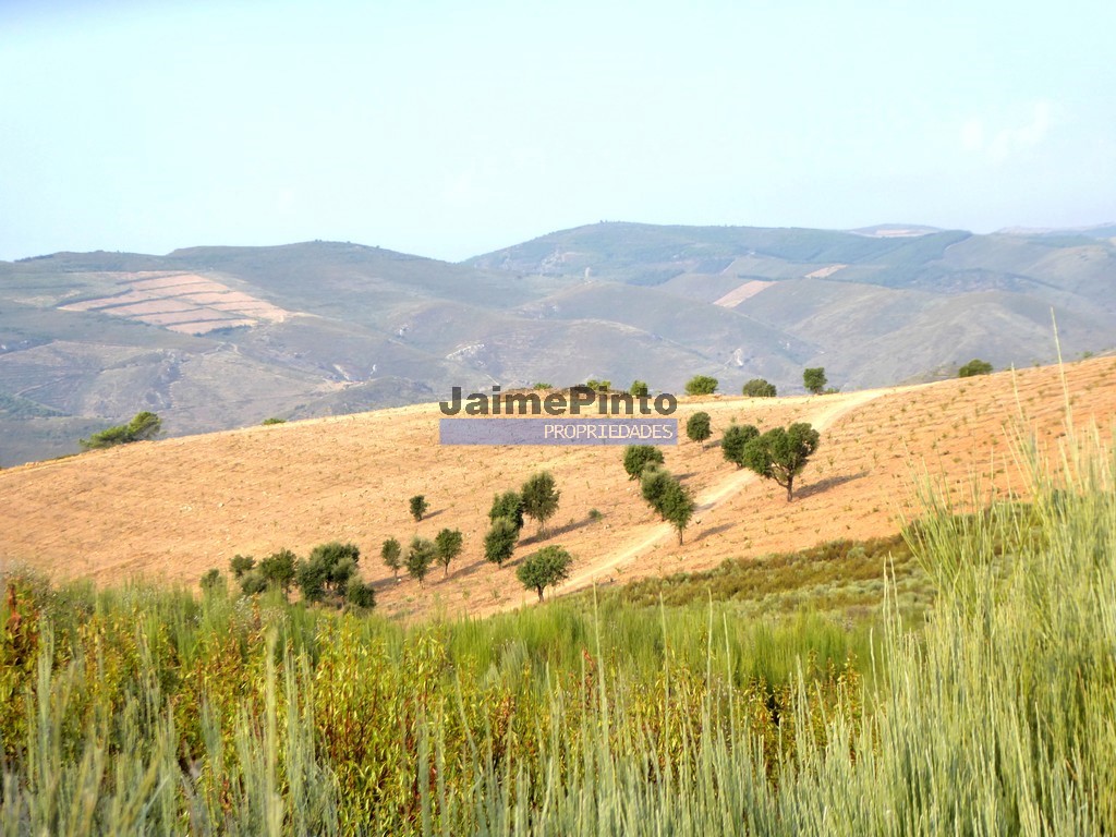 Terreno agricola - ST - FREIXO DE ESPADA A CINTA