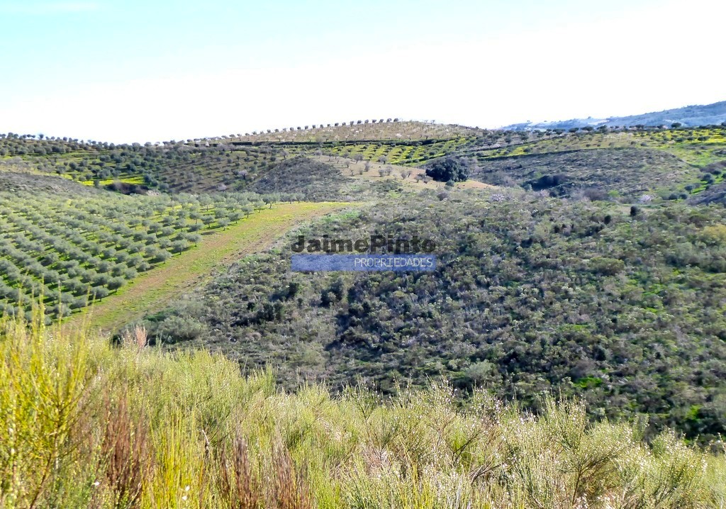 Terreno agricola - ST - ALFANDEGA DA FE