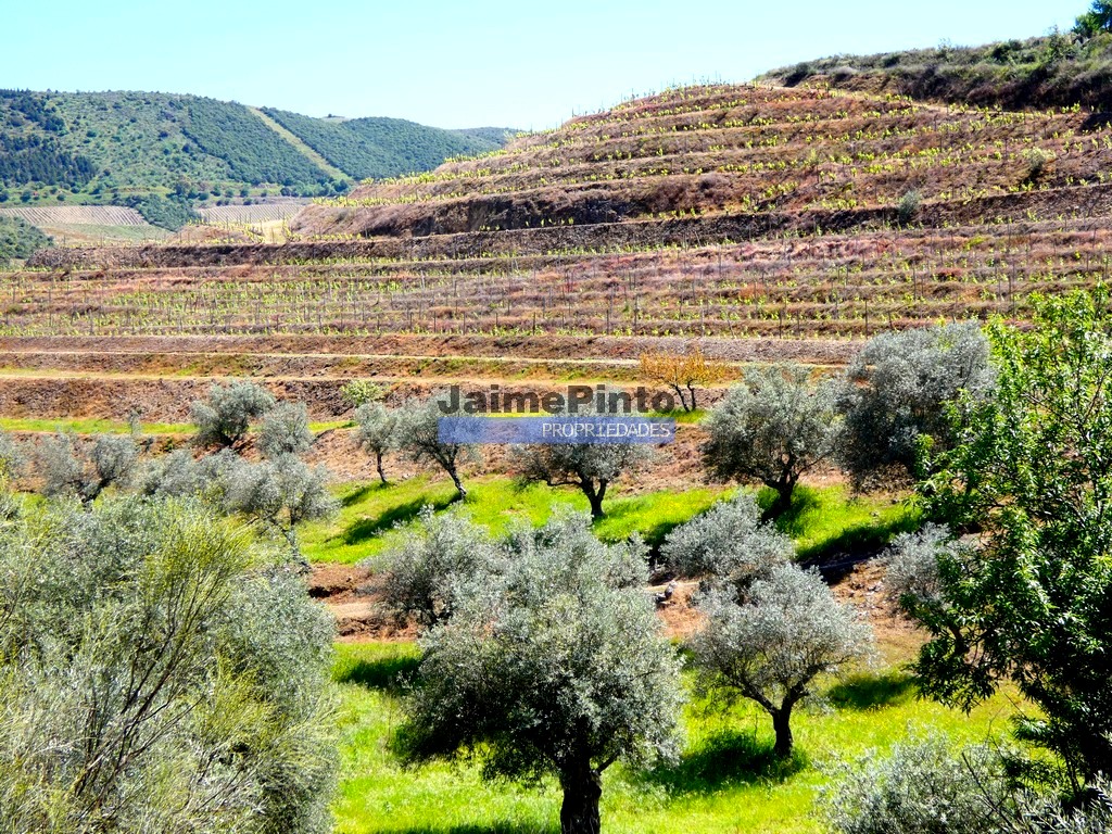 ST - VILA NOVA DE FOZ COA