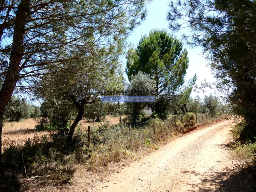 Quinta