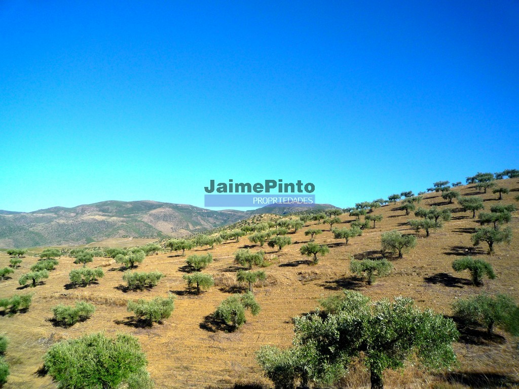 Terreno agricola