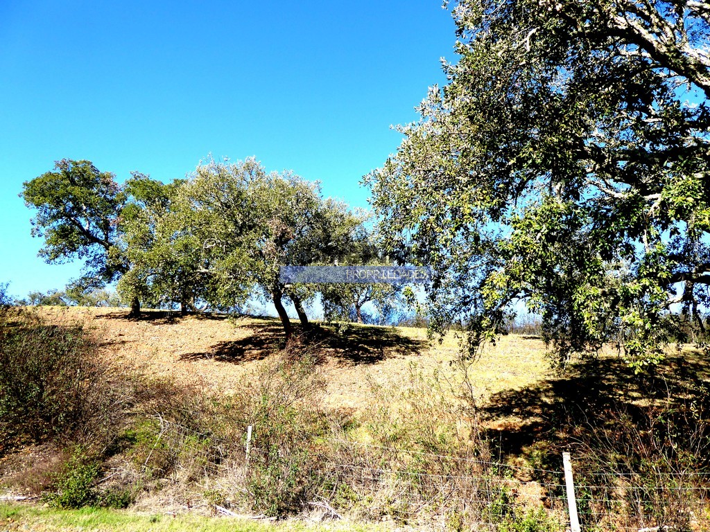 Quinta